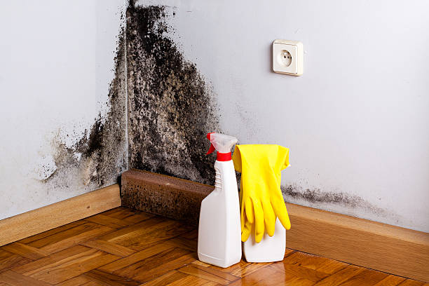 Best Certified Mold Removal  in East Atlantic Beach, NY